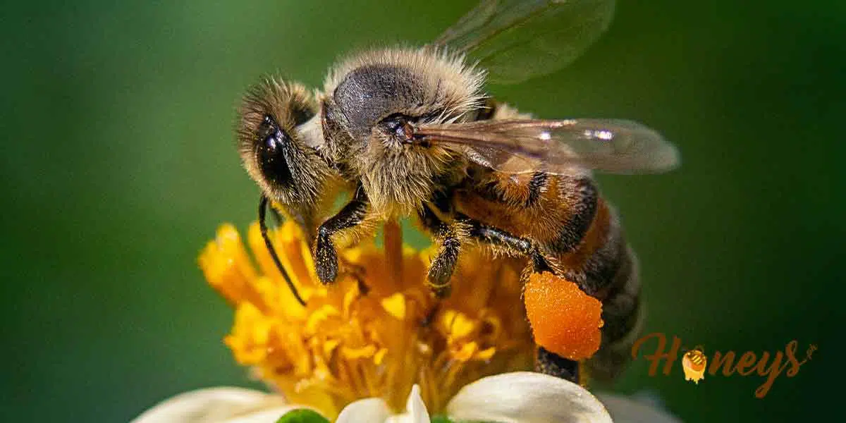 You are currently viewing A Bee-autiful Creature