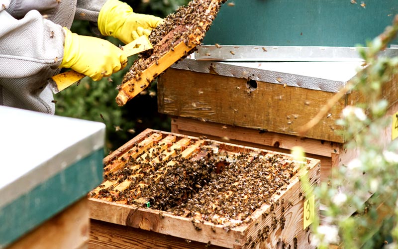 Harvesting Honey in Philippines